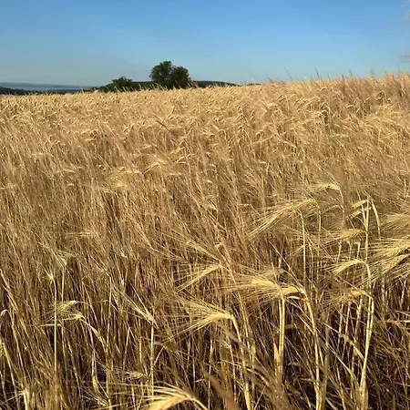 Csipetnyi Chill Vendeghaz Вилла