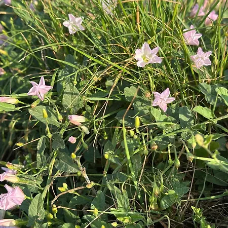 Csipetnyi Chill Vendeghaz Вилла *