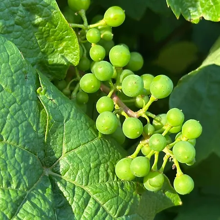 Csipetnyi Chill Vendeghaz * Obudavar