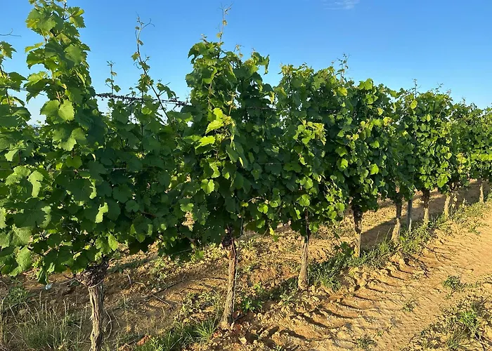 Csipetnyi Chill Vendeghaz *