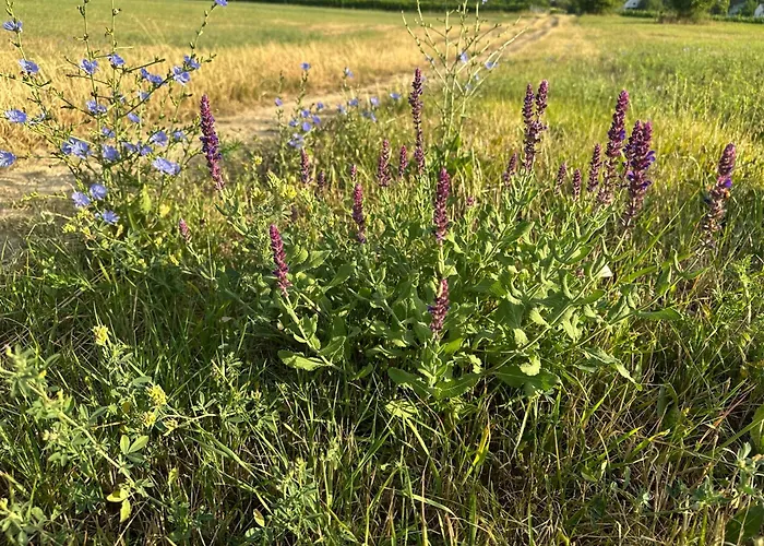 Csipetnyi Chill Vendeghaz