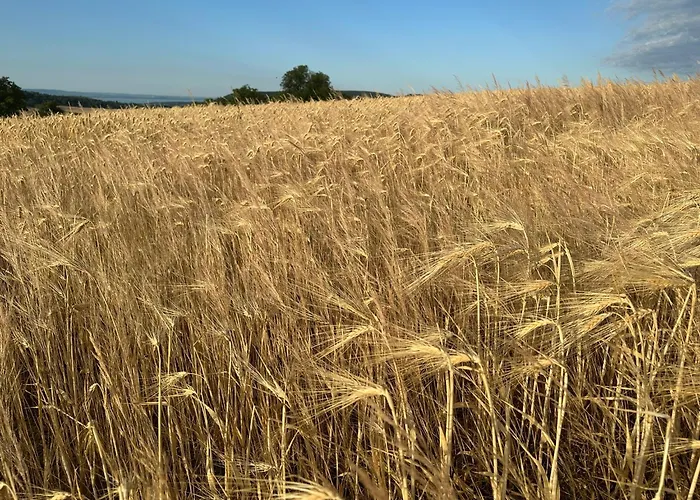 Csipetnyi Chill Vendeghaz וילה