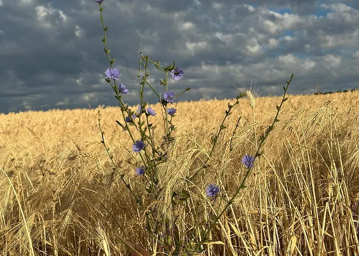 Csipetnyi Chill Vendeghaz *