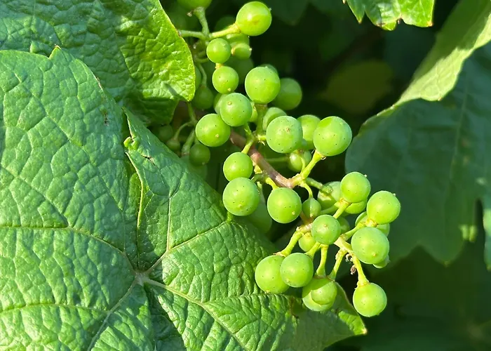 Csipetnyi Chill Vendeghaz * Obudavar